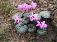 /album/fotogalerie-nabidka/cyclamen-coum-semenac1-jpg/